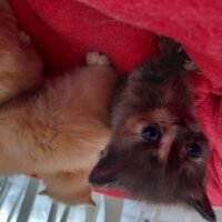 Scottish Fold, Kedi  Toplam 3 kedi var fotoğrafı