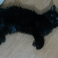 Siyam Kedisi, Kedi  Atlas fotoğrafı