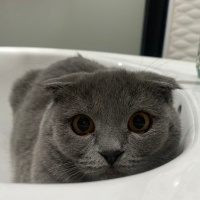 Scottish Fold, Kedi  Venüs fotoğrafı