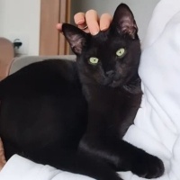 Bombay, Kedi  Gece fotoğrafı