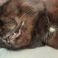 Bombay, Kedi  Gece fotoğrafı