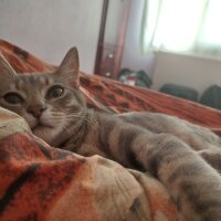 Tekir Kedi, Kedi  Arven fotoğrafı