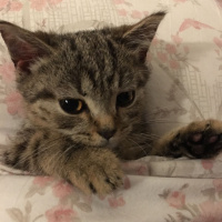 Scottish Fold, Kedi  Patates fotoğrafı