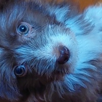 Cairn Terrier, Köpek  Makro fotoğrafı
