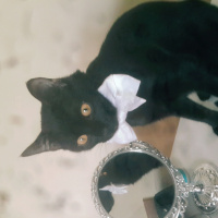 Bombay, Kedi  şans  fotoğrafı