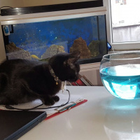 Bombay, Kedi  şans  fotoğrafı
