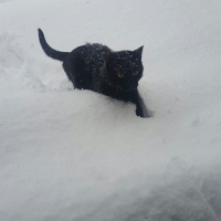 Bombay, Kedi  şans  fotoğrafı