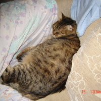 Tekir Kedi, Kedi  VİTES fotoğrafı