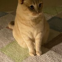 British Shorthair, Kedi  Maya fotoğrafı