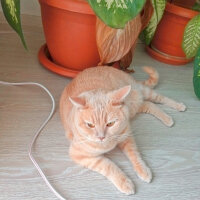 British Shorthair, Kedi  Maya fotoğrafı