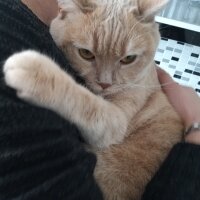 British Shorthair, Kedi  Maya fotoğrafı