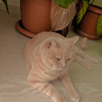 British Shorthair, Kedi  Maya fotoğrafı