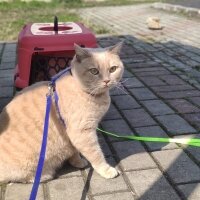 British Shorthair, Kedi  Maya fotoğrafı