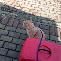 British Shorthair, Kedi  Maya fotoğrafı