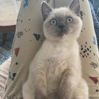 British Shorthair, Kedi  Luna fotoğrafı