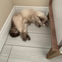 British Shorthair, Kedi  Luna fotoğrafı