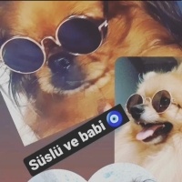 Pomeranyalı, Köpek  simba fotoğrafı