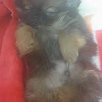 Pomeranyalı, Köpek  simba fotoğrafı