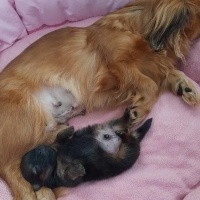 Pomeranyalı, Köpek  simba fotoğrafı