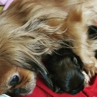 Pekingese, Köpek  süslü fotoğrafı