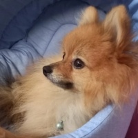 Pomeranyalı, Köpek  boby fotoğrafı