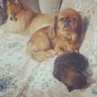 Pomeranyalı, Köpek  boby fotoğrafı