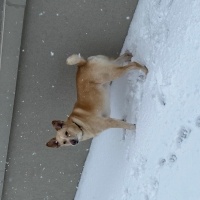 Sokö (Sokak Köpeği), Köpek  Paşa fotoğrafı