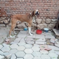 Pointer, Köpek  Koda fotoğrafı