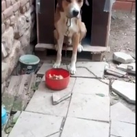 Pointer, Köpek  Koda fotoğrafı