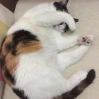 Tekir Kedi, Kedi  BAL KABAĞI fotoğrafı