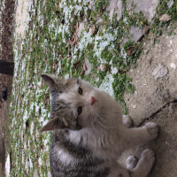 Tekir Kedi, Kedi  Köpük fotoğrafı