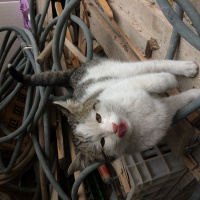 Tekir Kedi, Kedi  Köpük fotoğrafı