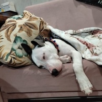 Amerikan Staffordshire Terrier, Köpek  Feti fotoğrafı