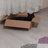 Bombay, Kedi  puma fotoğrafı