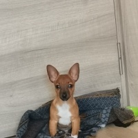 Chihuahua, Köpek  Badem fotoğrafı