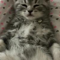British Shorthair, Kedi  Gölge fotoğrafı