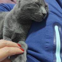 British Shorthair, Kedi  ŞEKER fotoğrafı