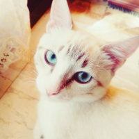 Siyam Kedisi, Kedi  Maviş fotoğrafı