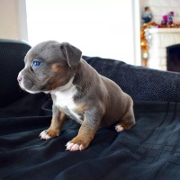 Fransız Bulldog, Köpek  EXOTİC FRENCH BULLDOG COLOR fotoğrafı