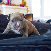 Fransız Bulldog, Köpek  EXOTİC FRENCH BULLDOG COLOR fotoğrafı
