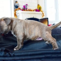 Fransız Bulldog, Köpek  EXOTİC FRENCH BULLDOG COLOR fotoğrafı