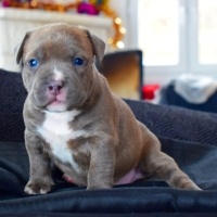 Fransız Bulldog, Köpek  EXOTİC FRENCH BULLDOG COLOR fotoğrafı