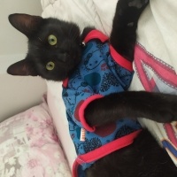 Bombay, Kedi  Kömür fotoğrafı