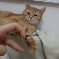 Sarman, Kedi  Mila fotoğrafı