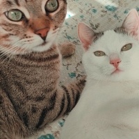 Tekir Kedi, Kedi  Turşu ve sütlaç fotoğrafı
