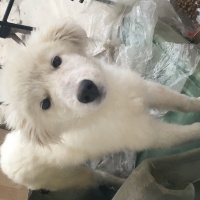 Samoyed, Köpek  Reggie fotoğrafı