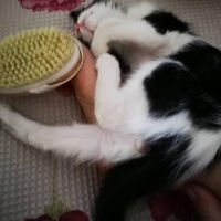 Tekir Kedi, Kedi  Gölge fotoğrafı