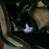 Tekir Kedi, Kedi  Gölge fotoğrafı