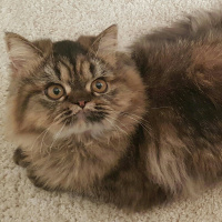 Chinchilla, Kedi  Sofie fotoğrafı