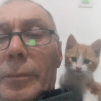 Sarman, Kedi  KAPLOŞ fotoğrafı